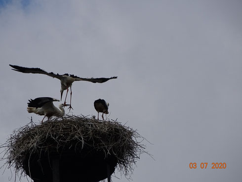 Storchenjunge landet nach seinem Jungfernflug auf dem Nest. Foto: Ulrike Mose 