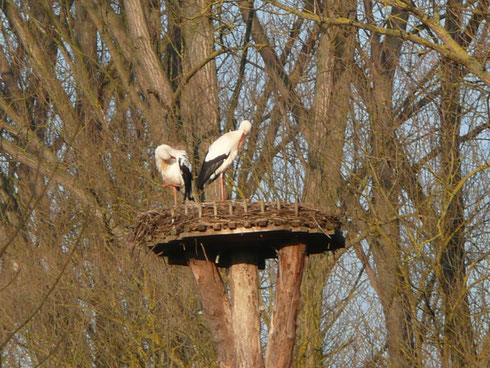 Storchenhorst I Ederauen    Foto: Ulrike Mose