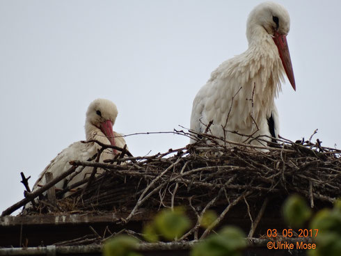 Das neue Storchenpaar ist auf dem Nest der kath. Kirche eingezogen!