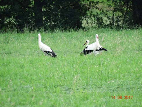 Die Altstörche Paco und Marie mit ihrem Jungen Pepe bei der Nahrungsaufnahme. Foto: Ulrike Mose