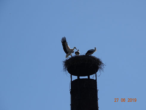 2. Jungstorch landet nach Jungfernflug erfolgreich im Nest!  Foto Ulrike Mose