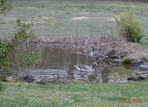 Besuch von einem Grauganspärchen in unserem Garten.  Foto: Ulrike Mose 