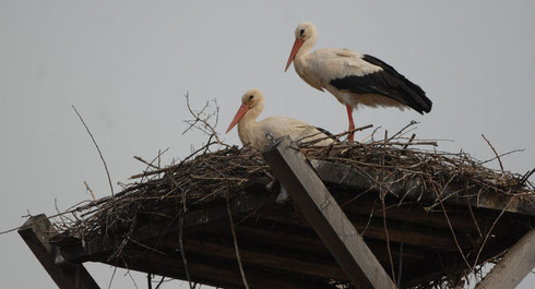 Das neue Pärchen Merlin und Meggy auf dem Storchenhorst in Niedermöllrich.   Foto: Krüger-Wiegand