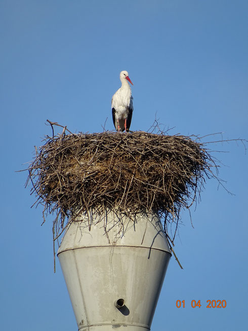 Störchin Pauline genießt die Morgensonne!  Foto: Ulrike mose