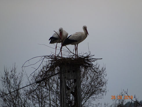 Storchenpaar vom Unshäuser Horst fängt auf dem Masten an zu bauen