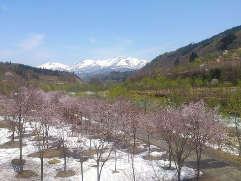 桜・新緑そして月山