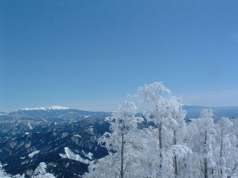 樹氷