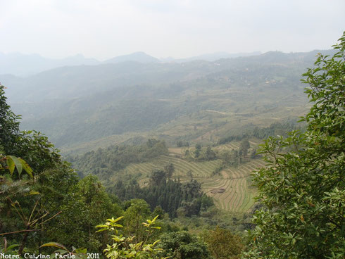 Culture en terrasse dans la région de Lao Cai (extrême Nord du Vietnam)