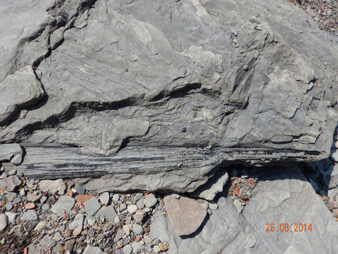fossile d'arbre sur la plage de Joggins