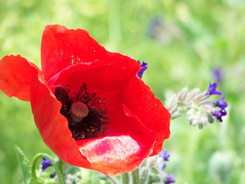 Farbenpracht in der Feldflur - selten geworden! (Foto: Rainer Hämmerling)