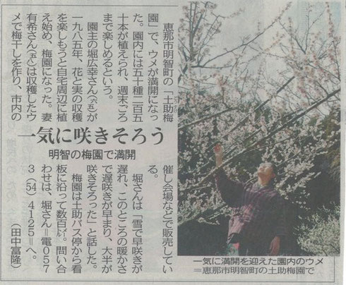 梅の花 開花!平成26年4月1日中日新聞