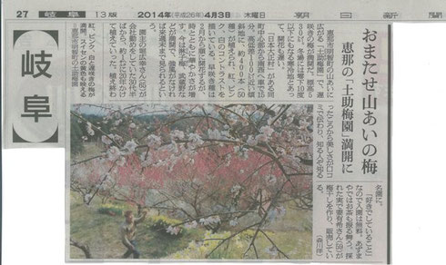 山あいの梅 平成26年4月3日 朝日新聞