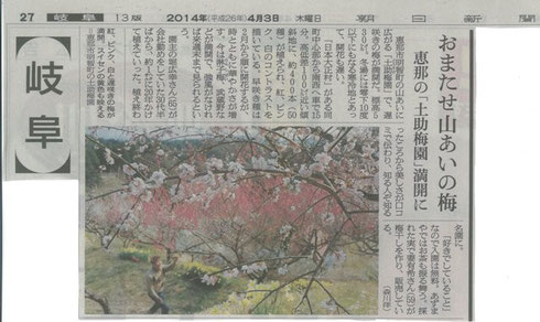 山あいの梅　平成26年4月3日　朝日新聞