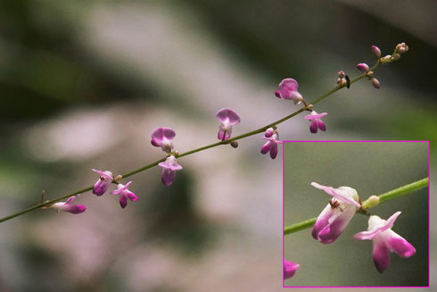 写真２　ヌスビトハギの花