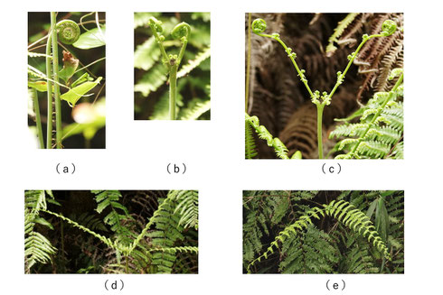 写真４　ウラジロの新しい葉の生え方