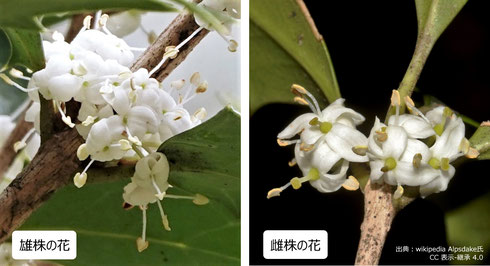 写真２ ヒイラギの花、雄株と雌株の花の違い