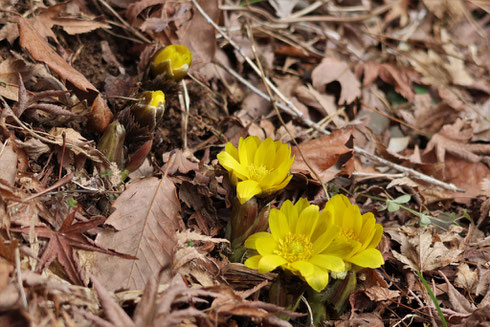 写真2　フクジュソウの花（ちはや園地　しゃくなげの路）