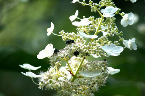 ノリウツギの花にきたコアオハナムグリの集団