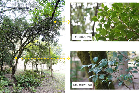 写真４　ヒイラギの老木の葉（大阪公立大学附属植物園）