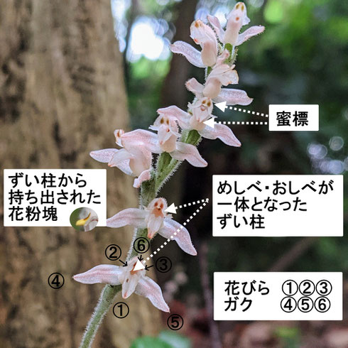 付録写真１　ミヤマウズラの花のつくり