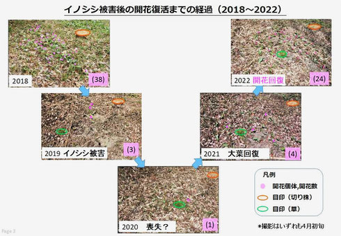 図３ イノシシ被害後の開花復活までの経過（2018～2022）