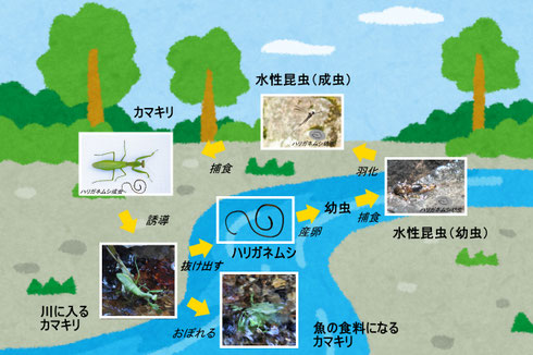 図1　川に入ったカマキリとハリガネムシの関係