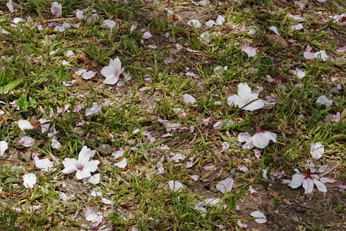 写真 1 　木の周りに落ちているサクラの花（大阪市内の公園）