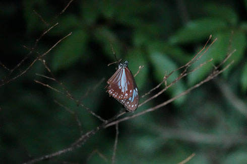 写真2.枝先で睡眠するアサギマダラ（ちはや園地）