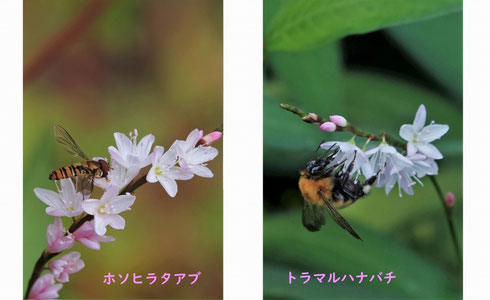 写真3 サクラタデの蜜を吸うホソヒラタアブとトラマルハナバチ（むろいけ園地）