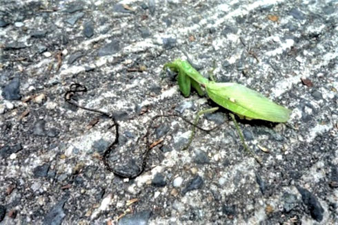 写真4　カマキリに寄生したハリガネムシ（ほしだ園地　自然の不思議　No.6）