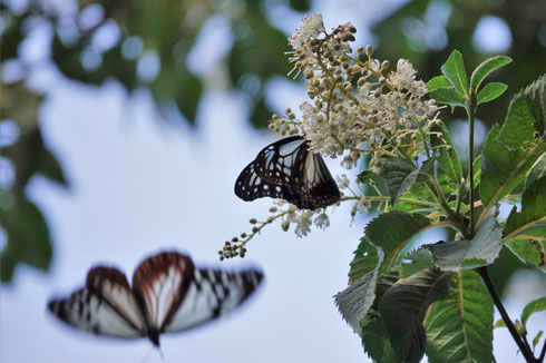 写真1.リョウブで吸蜜するアサギマダラ（ちはや園地）