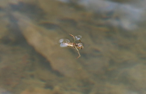 水面に浮かんでいるマツモムシ