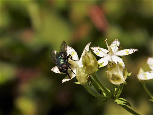 写真3.アケボノソウで吸蜜するキンバエの仲間