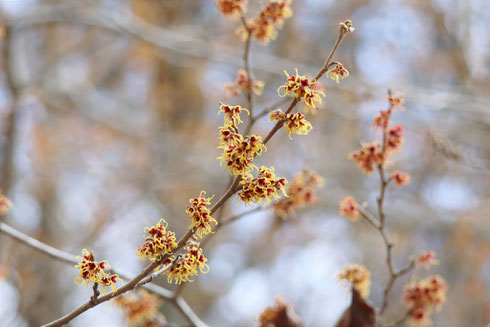 写真1　マンサクの花（ちはや園地　四季の谷）