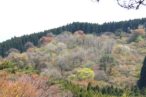 金剛山の芽吹き(ちはやチームM.Mさん撮影 2025/5月)