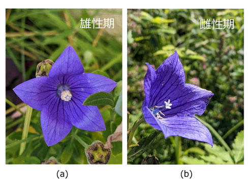 写真３　キキョウの花：雄性期と雌性期（岩湧山ほか）