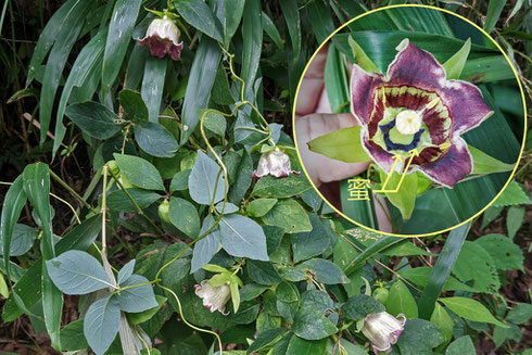 写真１　ツルニンジンの花（ほしだ園地近く）