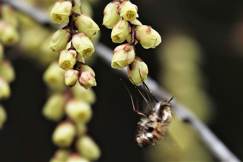 写真３  キブシの花で蜜を吸うビロウドツリアブ