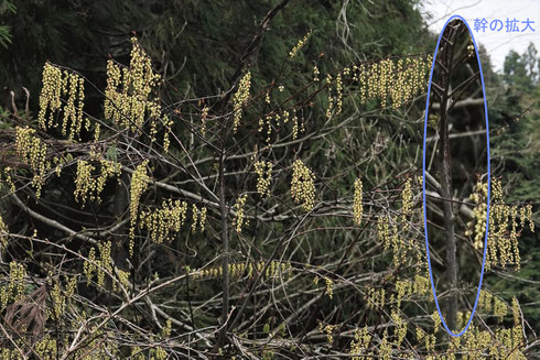 写真６ キブシの木と幹