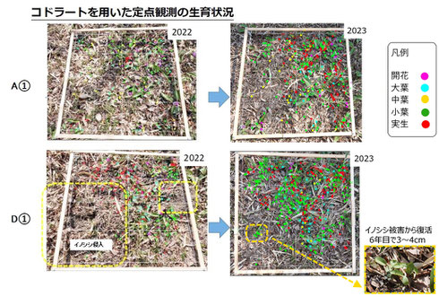 図3 定点観測地点の生育状況