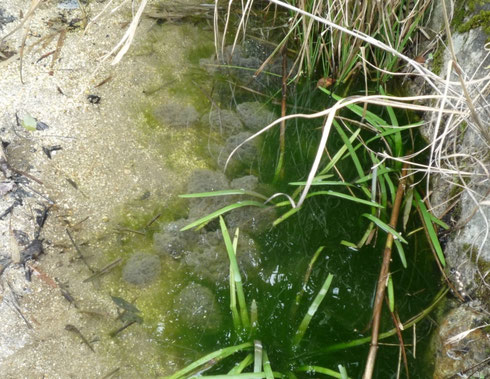 スイレン池 水舞台側の小池の卵塊