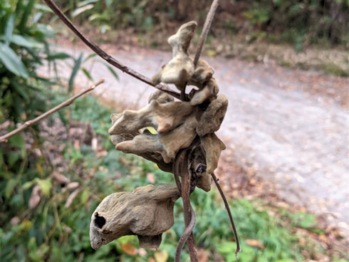 写真 3 ヌルデの虫こぶ（11月のおわり）