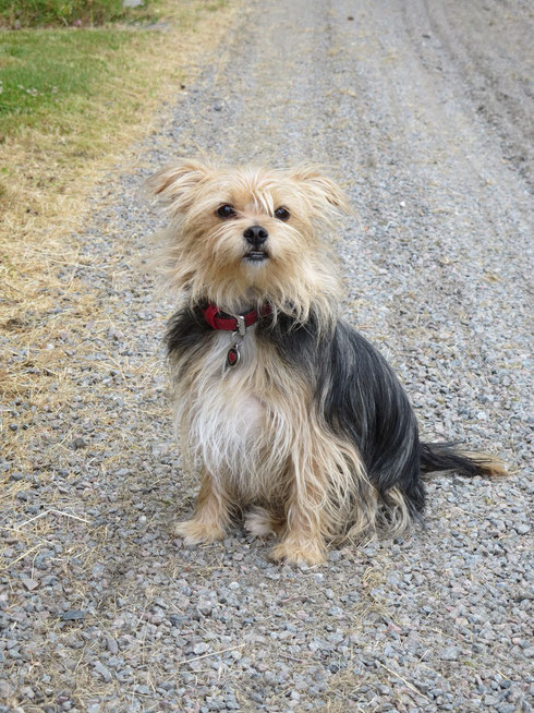 Motte, unser Hund aus dem Refugio Esperanza