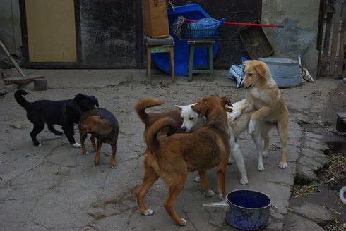 Einige der Hunde, die zur Zeit bei Carmen leben