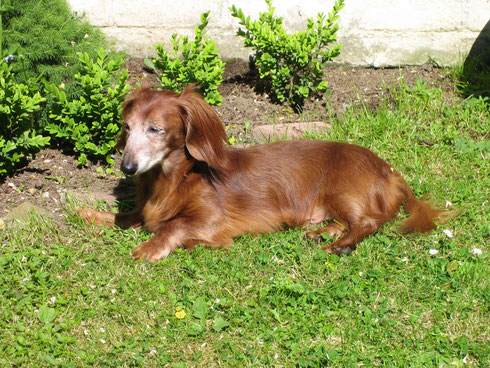 Bingo - einer unserer Seniorenhunde (aus dem TH Helenenhof, Hürth)