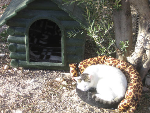 Vor dem Tor genießt eine Katze ungestört ein Sonnenbad