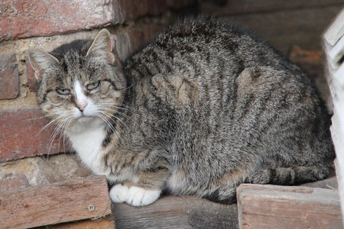 Katzenmama