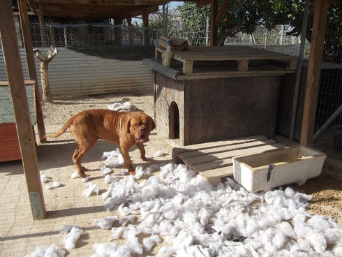 Amigo schwört, daß ihn das Hundekissen angegriffen hat! Es war reine Notwehr!