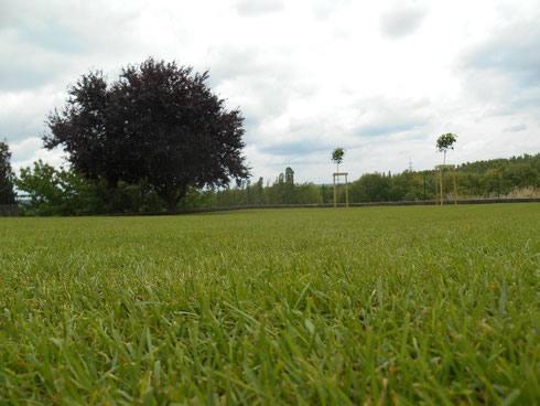 création pelouse gazon et plantation arbres