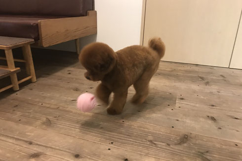 DOGSALONSEALY ドッグサロンシーリー 射手今日子 表参道 港区 南青山 神宮前 外苑前 トリミングサロン トイプードル